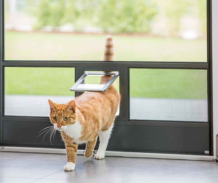 Orange-weiße Katze läuft durch eine geöffnete Tür mit Insektenschutznetz mit Katzenklappe.
